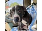 Adopt Bartley (HW+) 10-2743 a Pit Bull Terrier