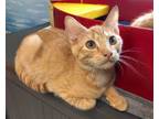 Adopt Donny a Tabby