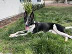 Adopt Asher a Great Dane, Border Collie