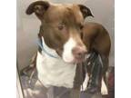 Adopt Poindexter a Pit Bull Terrier