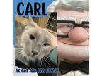 Adopt Carl a Siamese, Domestic Long Hair