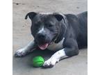 Adopt Cheeseburger a American Staffordshire Terrier