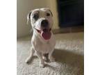 Adopt Sarge a Pit Bull Terrier