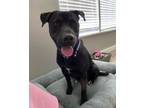 Adopt Noche a Pit Bull Terrier