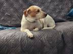 Adopt Paddington a English Coonhound