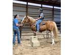 Adopt Linda a Appaloosa, Haflinger