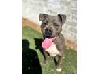 Adopt Jax a Pit Bull Terrier