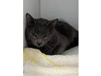 Adopt Rick James (RJ) a Domestic Short Hair