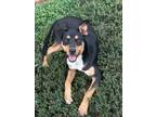 Adopt Rex a Rottweiler