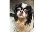 Adopt Cookie a Japanese Chin