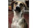 Adopt Buddy a Italian Greyhound, Mixed Breed