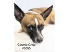 Adopt Cosmic Crisp #5055 a Smooth Fox Terrier, Rat Terrier