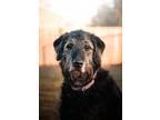 Adopt Kam a Airedale Terrier