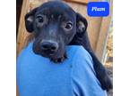 Adopt Plum a Pit Bull Terrier