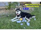 Adopt LEO a Husky