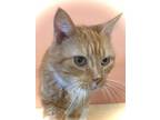 Adopt Willard a Domestic Short Hair