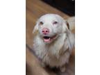 Adopt Quest a Australian Shepherd / Mixed dog in Troy, IL (37393957)