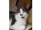 Adopt Sardius a Gray or Blue (Mostly) Domestic Shorthair (short coat) cat in