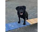 Adopt Leroy a Black Labrador Retriever / Mixed dog in Quakertown, PA (36968480)