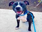Adopt *ALONZO a Black - with White American Pit Bull Terrier / Mixed dog in Long