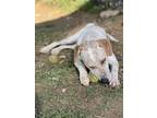 Adopt Tanner a English Pointer, Australian Cattle Dog / Blue Heeler