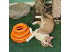 Adopt Lennox a Domestic Short Hair