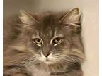 Adopt ANA BANANA a Gray or Blue Domestic Longhair / Mixed (long coat) cat in