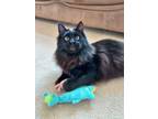 Adopt Bear a Domestic Long Hair