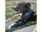 Adopt Banjo a Labrador Retriever