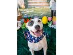 Adopt Phantom a Mixed Breed