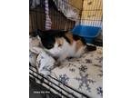 Adopt Laura a Calico