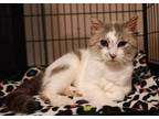 Adopt Percy short for Perseverance a American Shorthair
