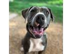 Adopt Edna a Gray/Silver/Salt & Pepper - with Black Pit Bull Terrier / Mixed dog