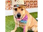 Adopt Mole a Rhodesian Ridgeback / Mixed dog in Austin, TX (34664940)