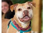 Adopt Nina a American Pit Bull Terrier / Mixed dog in Hyde Park, NY (37046311)