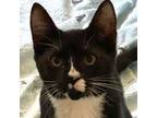 Adopt Chip a American Shorthair, Tuxedo