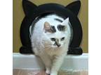 Adopt Coony a Domestic Short Hair