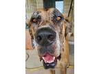 Adopt Cain a Great Dane / Mixed dog in Bullard, TX (37378117)