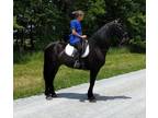 Extremely Stunning & Talented Friesian All-Rounder Gelding For Sale.