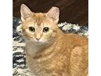 Adopt Clementine a Orange or Red Domestic Shorthair / Mixed cat in Greenfield