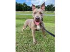 Adopt Peaches a American Pit Bull Terrier / Mixed dog in St.
