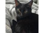 Adopt Sandy a All Black Domestic Shorthair / Mixed cat in Lions Bay