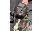 Adopt MORRIS a Black - with White Labrador Retriever / Mixed Breed (Large) /