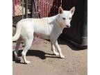 Adopt Elizabeth a White - with Tan, Yellow or Fawn Husky / Mixed dog in