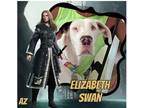 Adopt Elizabeth Swan a White Great Dane / Mixed dog in GLENDALE, AZ (37478596)