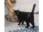 Adopt Sable a All Black Domestic Shorthair (short coat) cat in Missoula