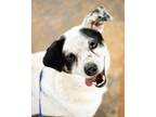 Adopt Spot a White - with Black Beagle / Jack Russell Terrier dog in Fairmount