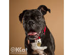 Adopt Pauly a Black Boxer / Mixed dog in Tulsa, OK (34152391)