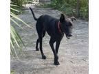 Adopt Charlee a Black Mixed Breed (Medium) / Mixed Breed (Medium) / Mixed dog in