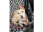 Adopt Syprus a Tan/Yellow/Fawn Labrador Retriever / Mixed dog in Crestview
